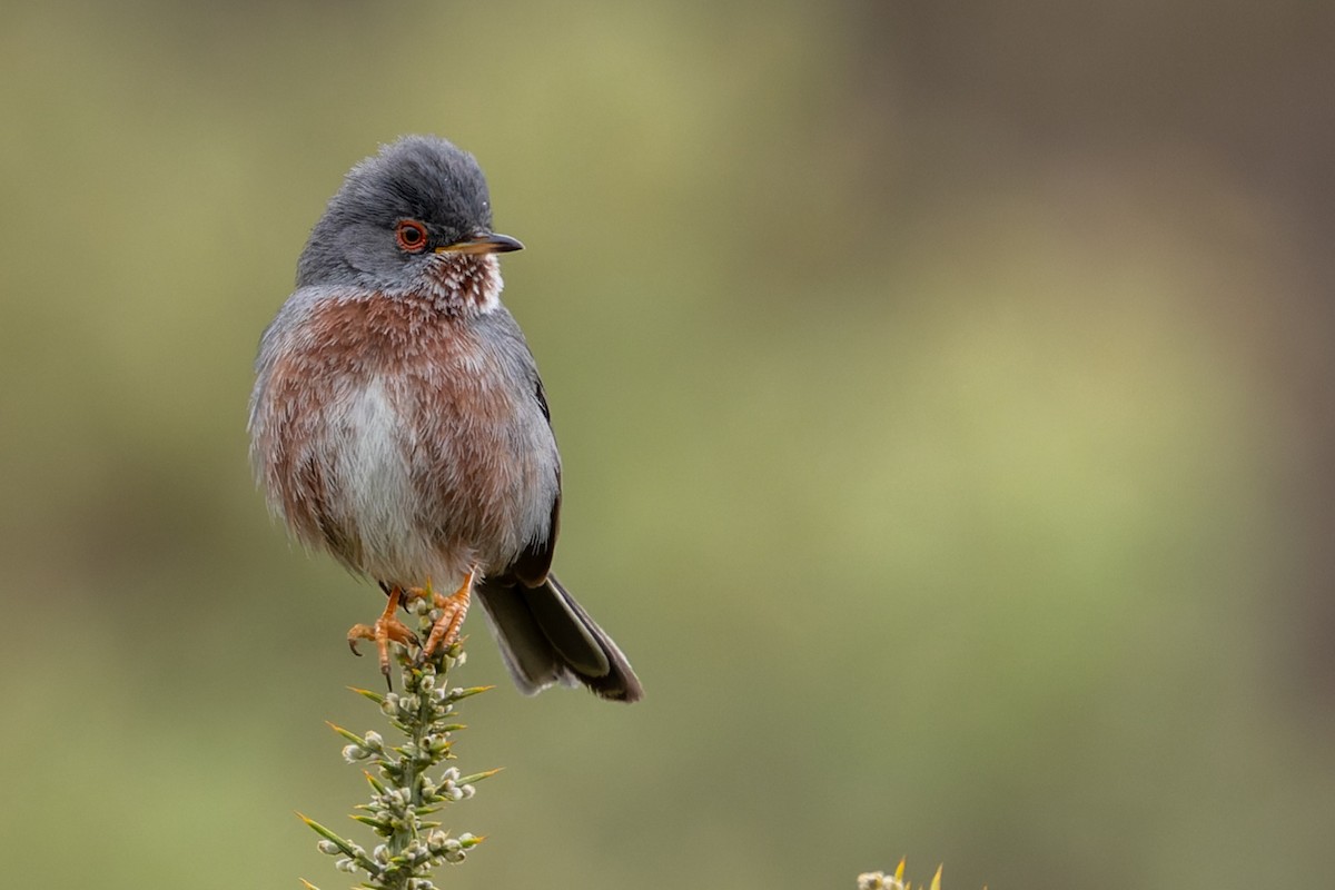 Dartford Warbler - ML653510509