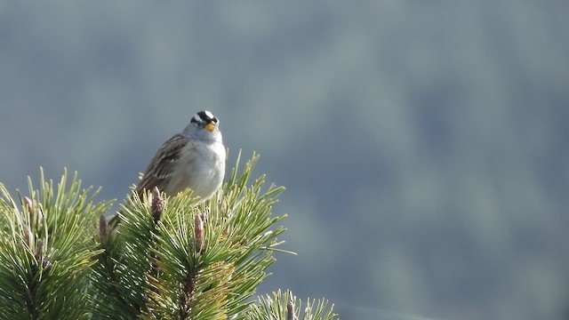 Bruant à couronne blanche - ML653510611