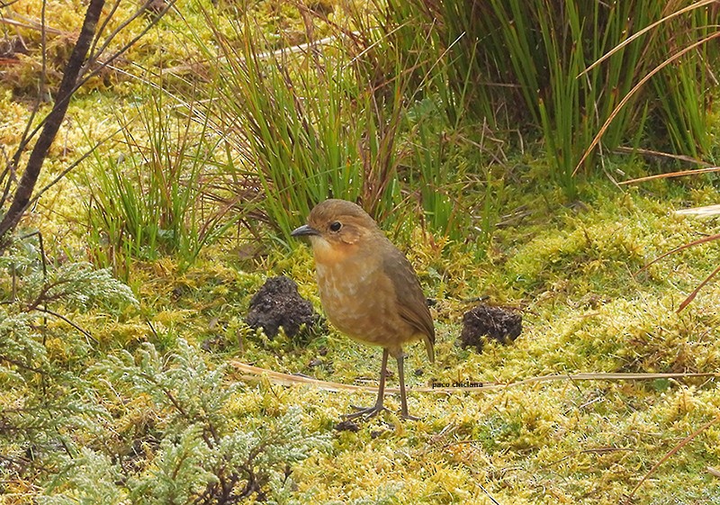 Boyaca Antpitta - ML653514020