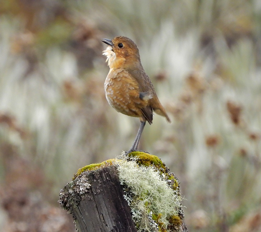 Boyaca Antpitta - ML653514045