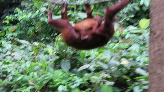 Bornean Orangutan - ML653514432
