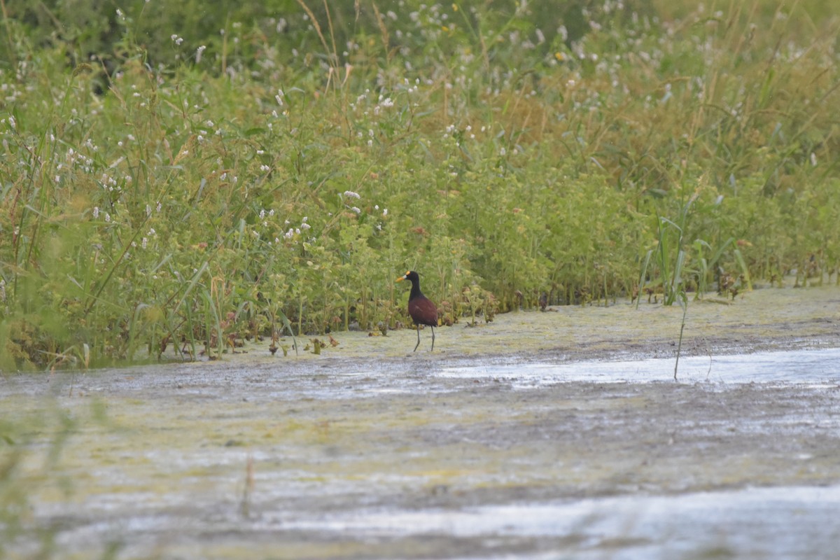 Northern Jacana - ML653516270