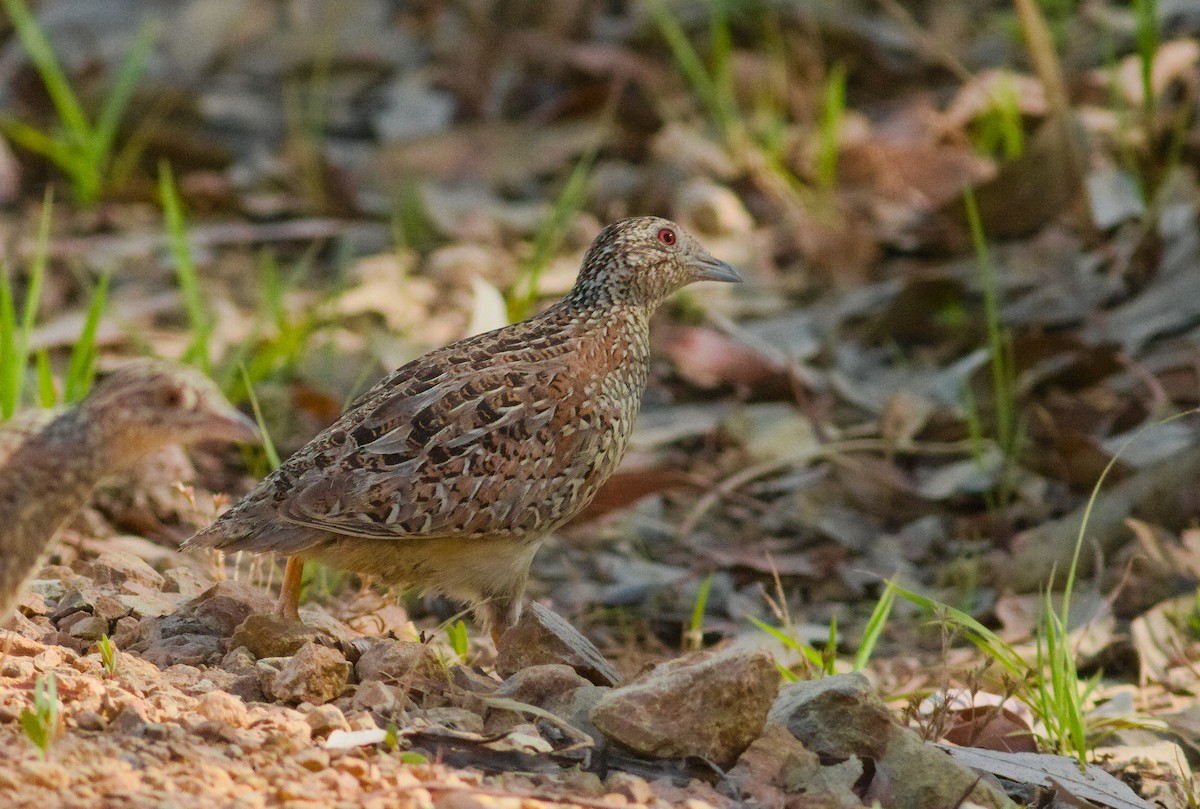 Painted Buttonquail - ML653516704