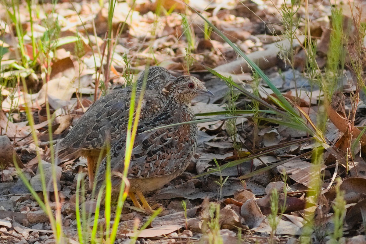 Painted Buttonquail - ML653516705