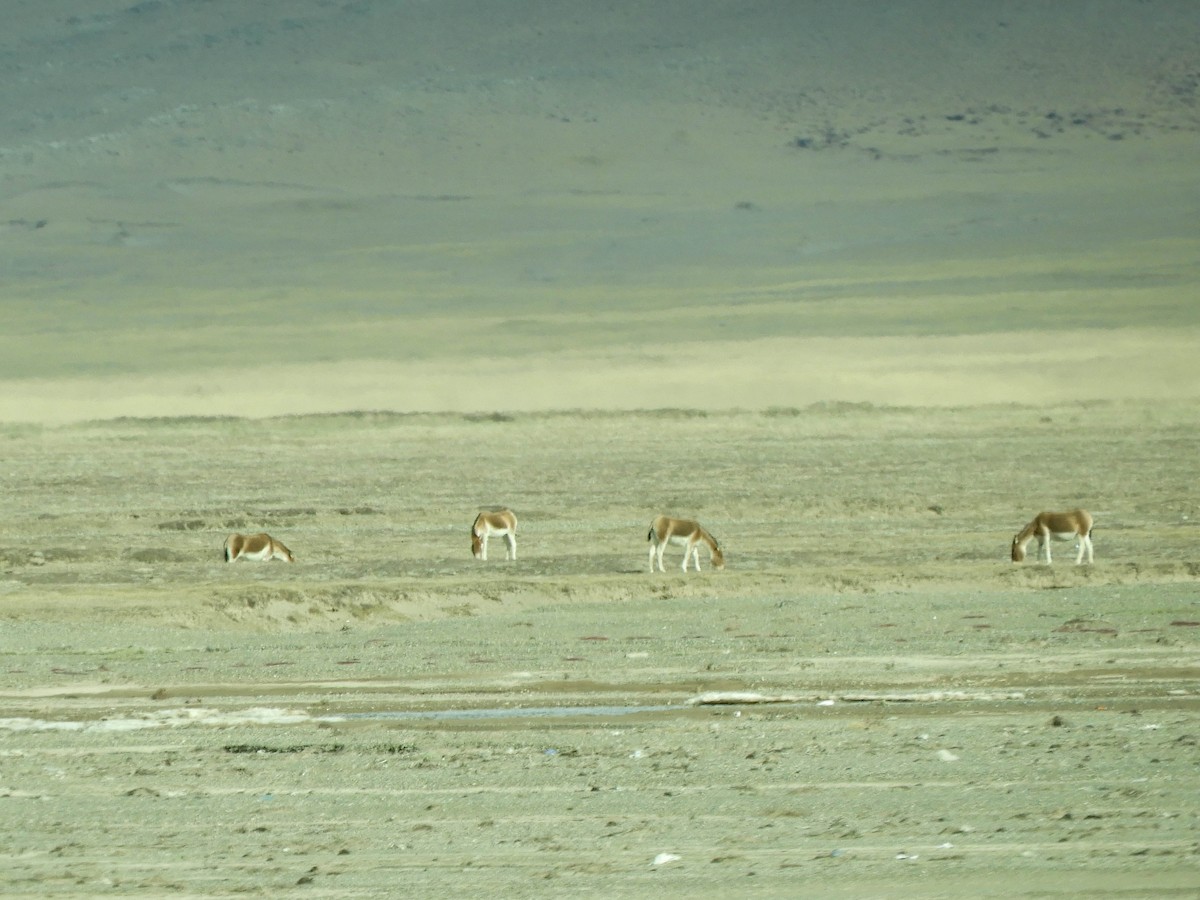 Kiang - ML653525955
