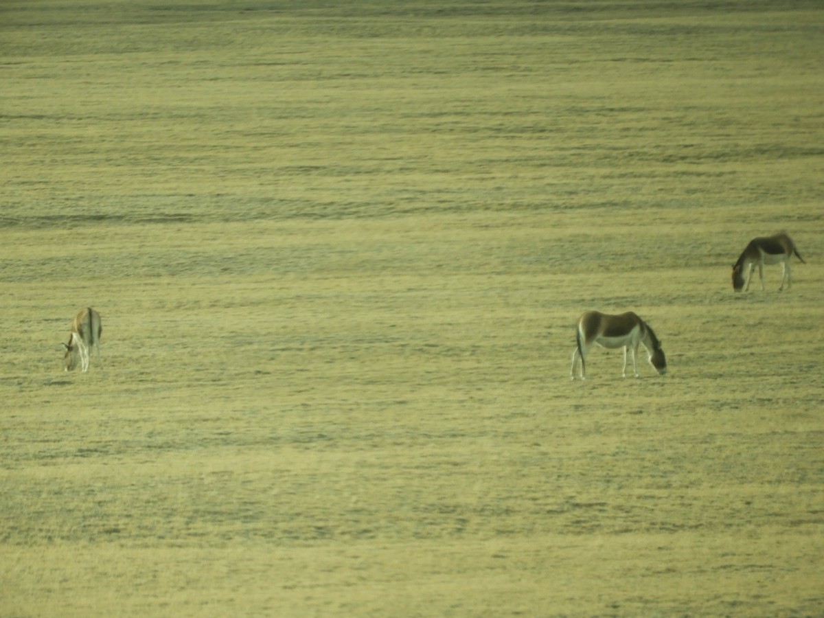 Kiang - ML653525983