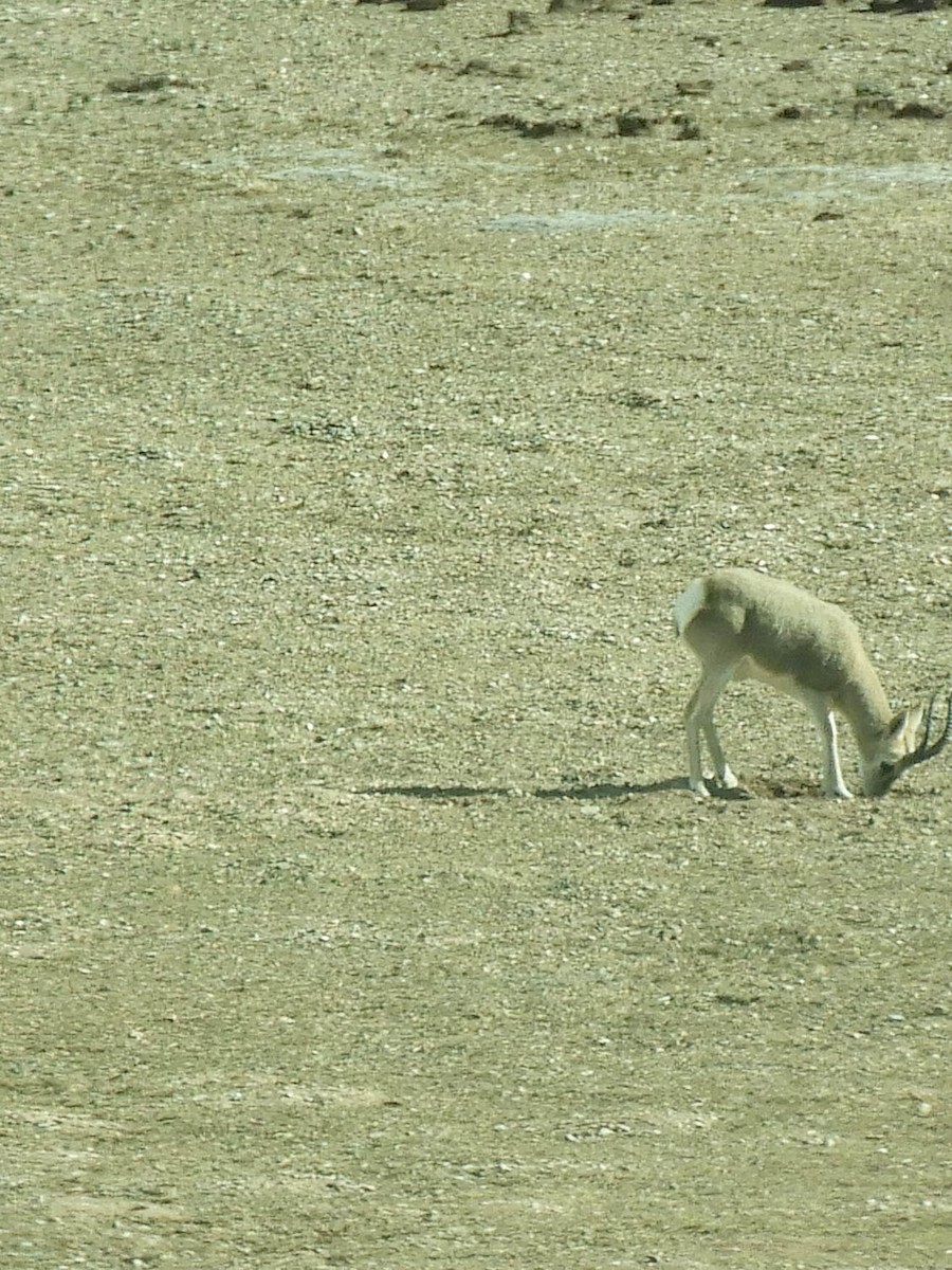Tibetan Gazelle - ML653525998