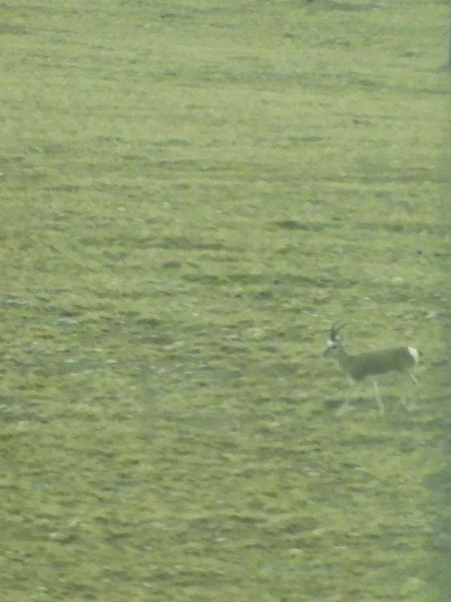 Tibetan Gazelle - ML653526012