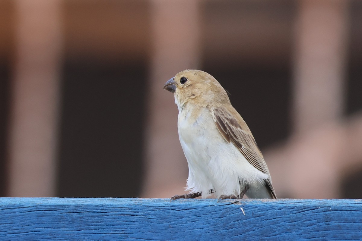 White-throated Seedeater - ML653526471