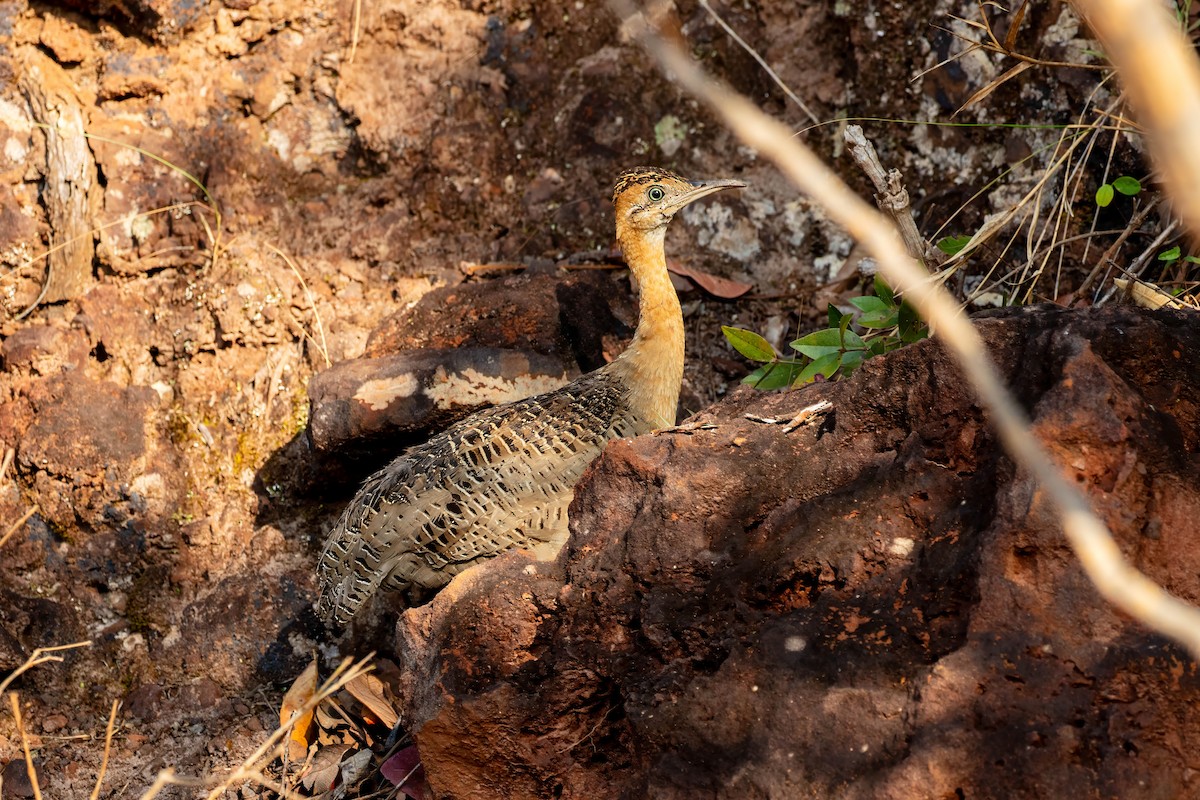 Red-winged Tinamou - ML653527160