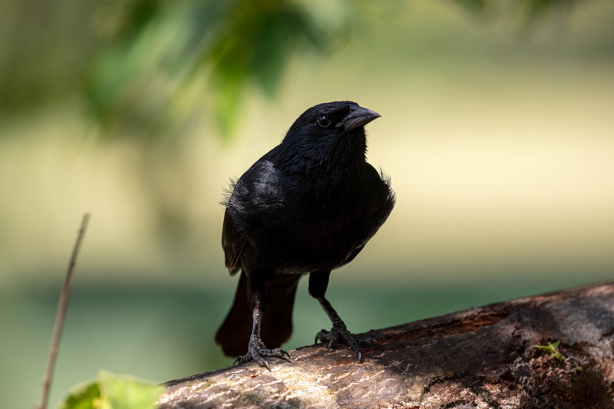 Chopi Blackbird - ML653527451