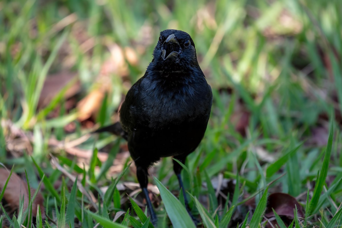Chopi Blackbird - ML653527452