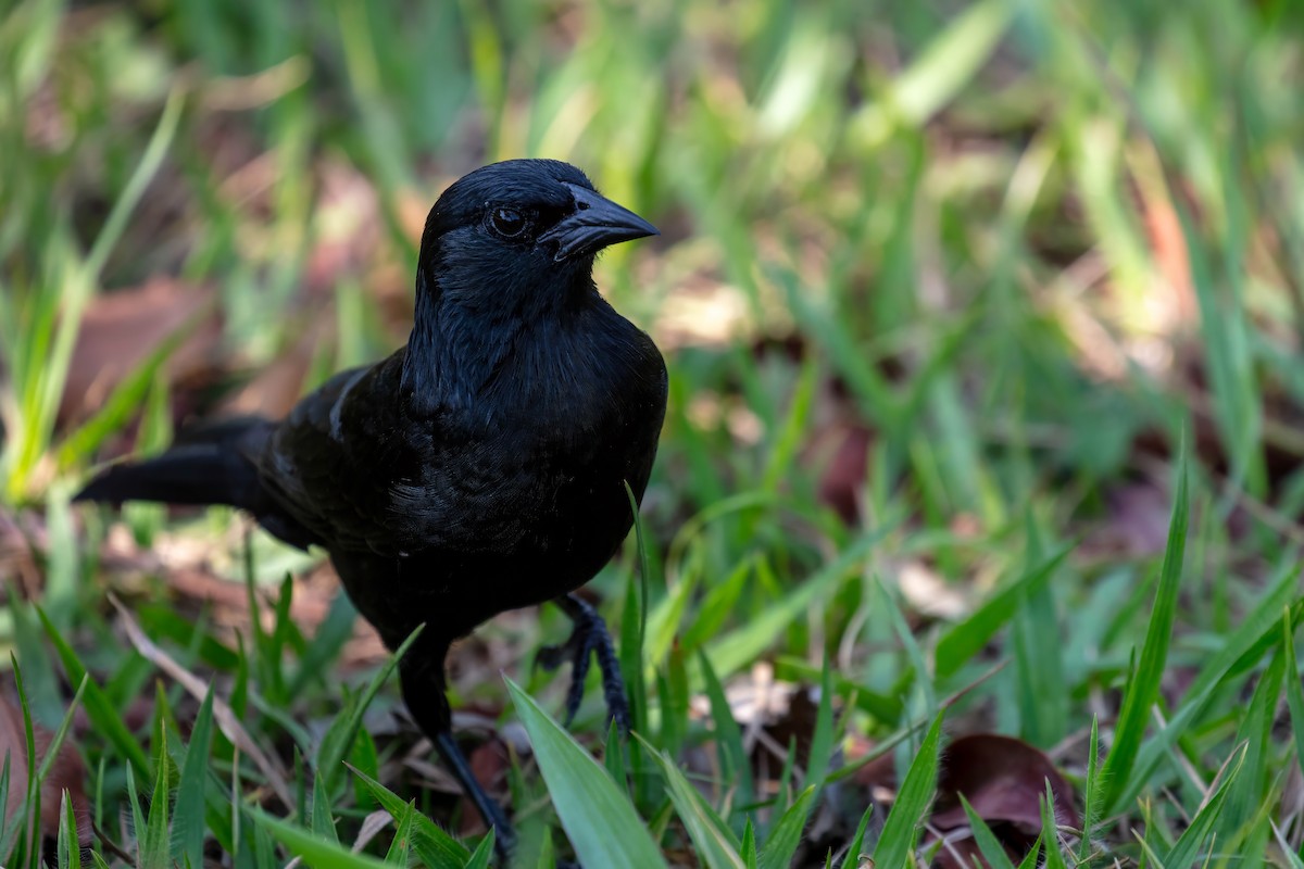 Chopi Blackbird - ML653527453