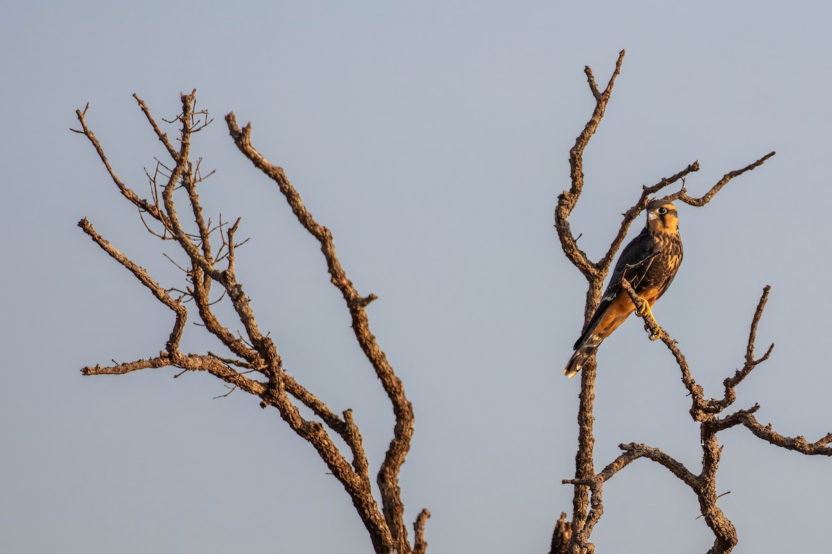 Aplomado Falcon - ML653527618