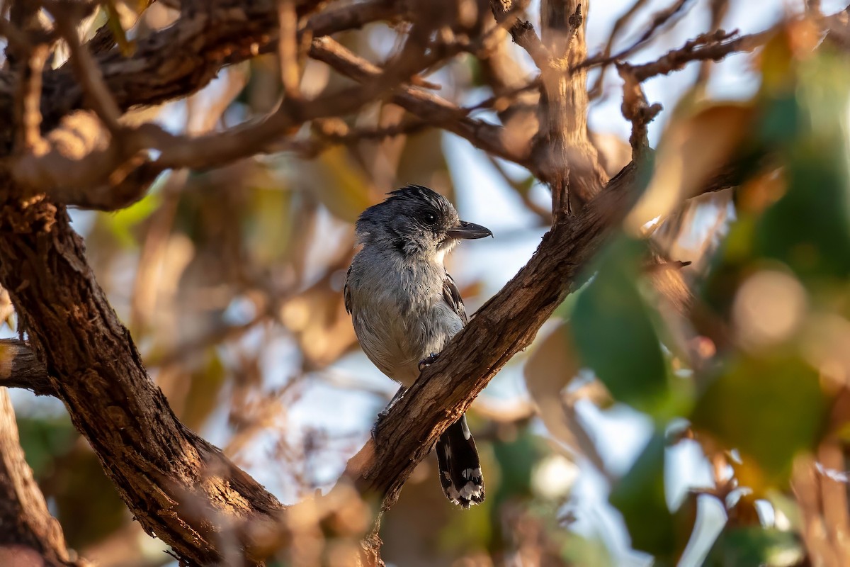 Planalto Slaty-Antshrike - ML653527654