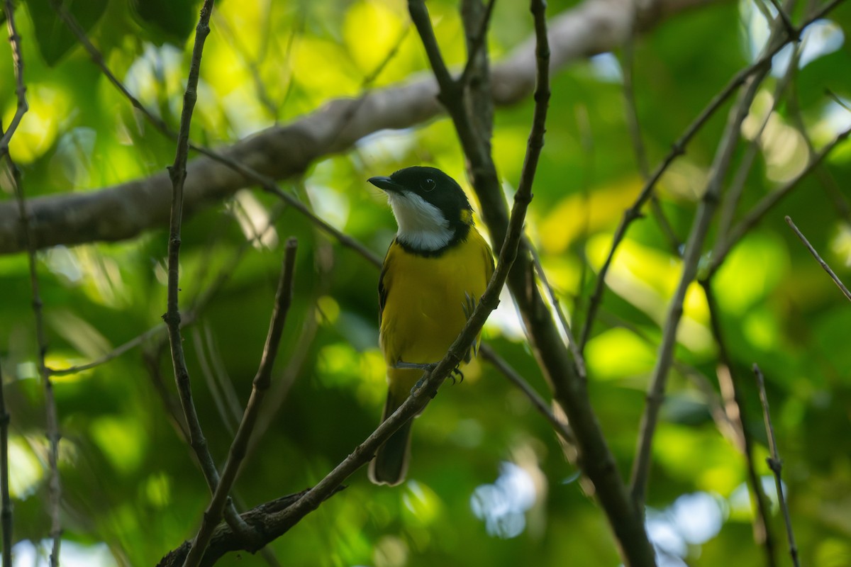 White-throated Fiji Whistler - ML653528222