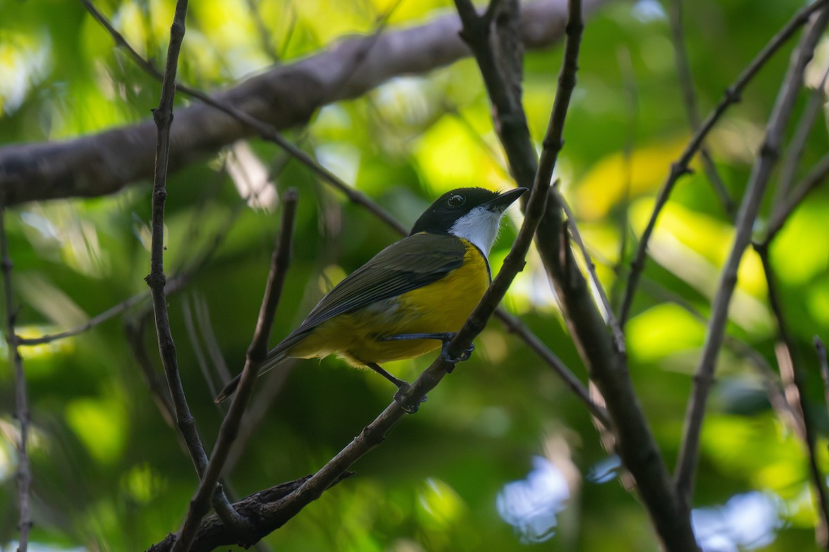 White-throated Fiji Whistler - ML653528223