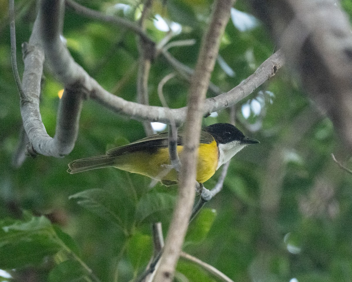 White-throated Fiji Whistler - ML653528229