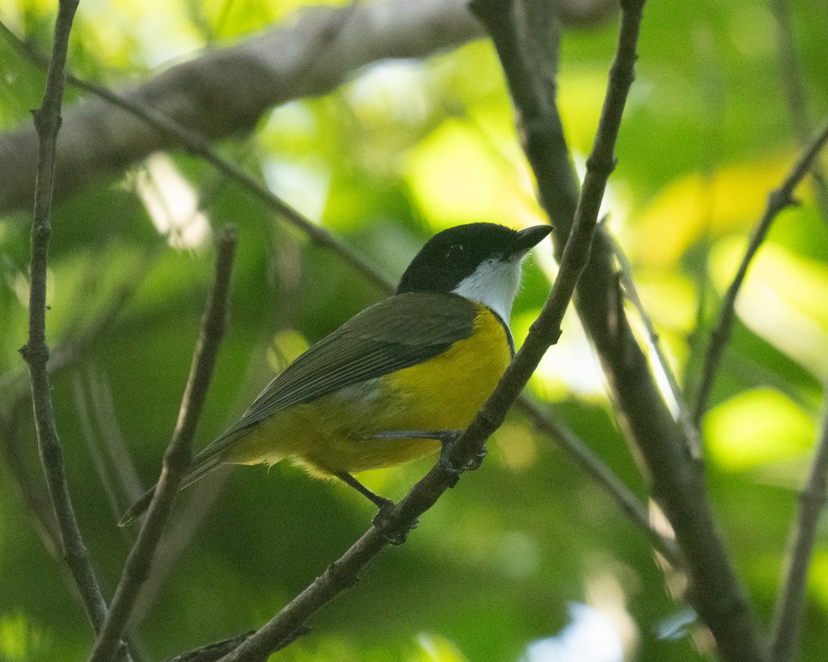 White-throated Fiji Whistler - ML653528230