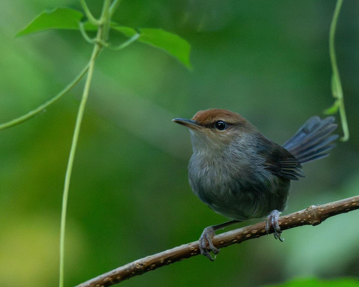 Fiji Bush Warbler - ML653528240