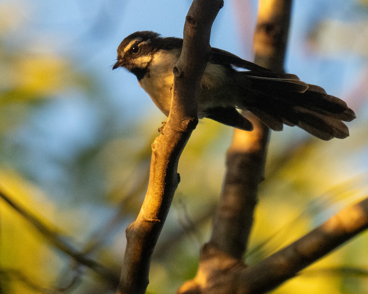 Kadavu Fantail - ML653528261