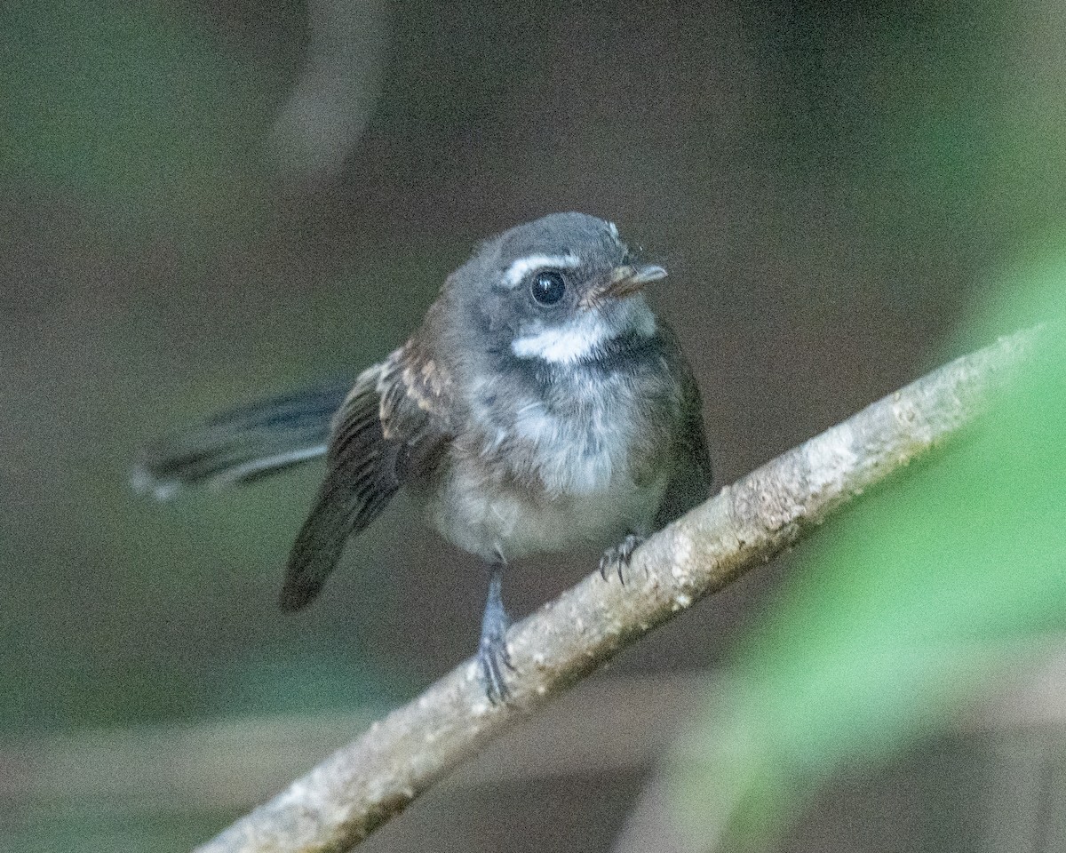 Kadavu Fantail - ML653528262