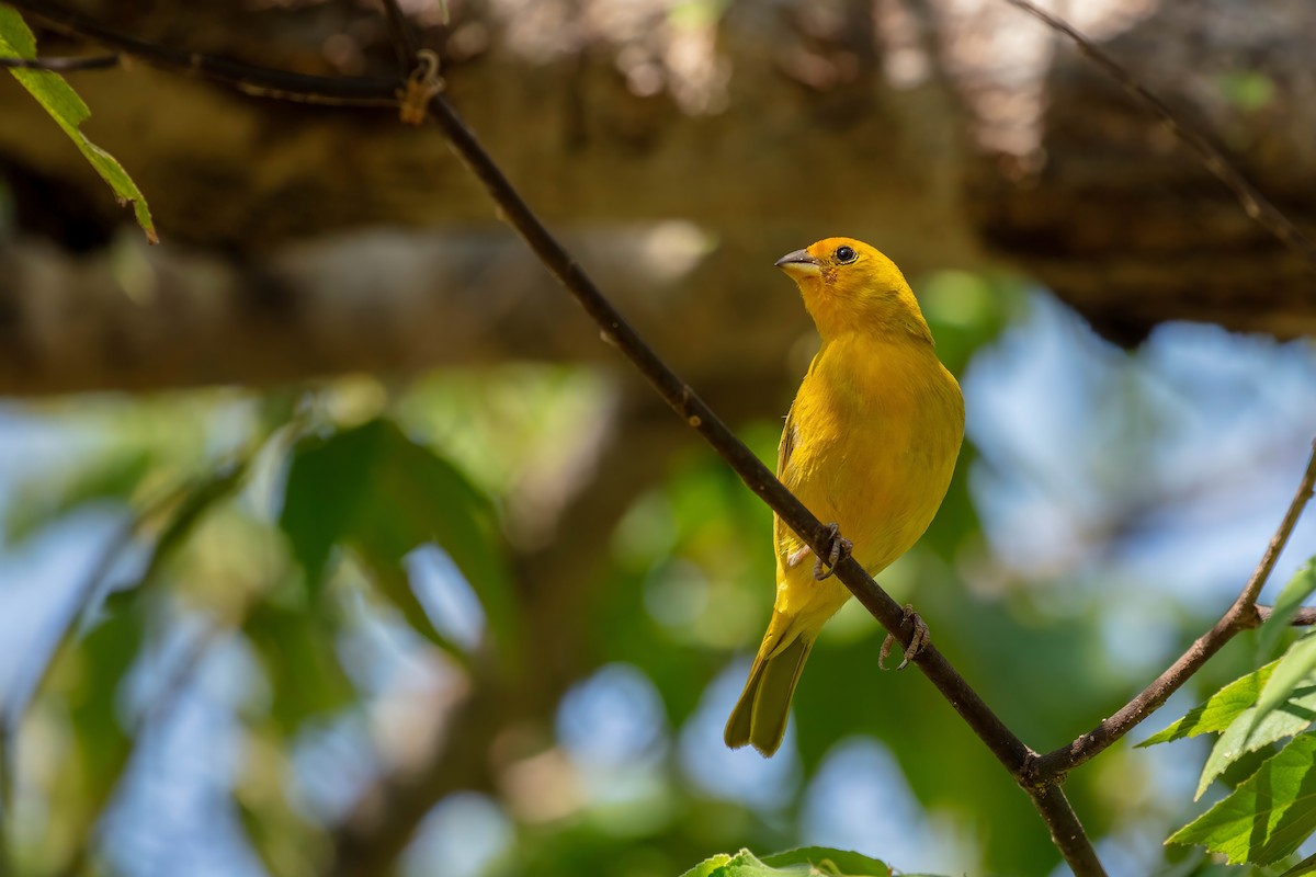 Saffron Finch - ML653528444