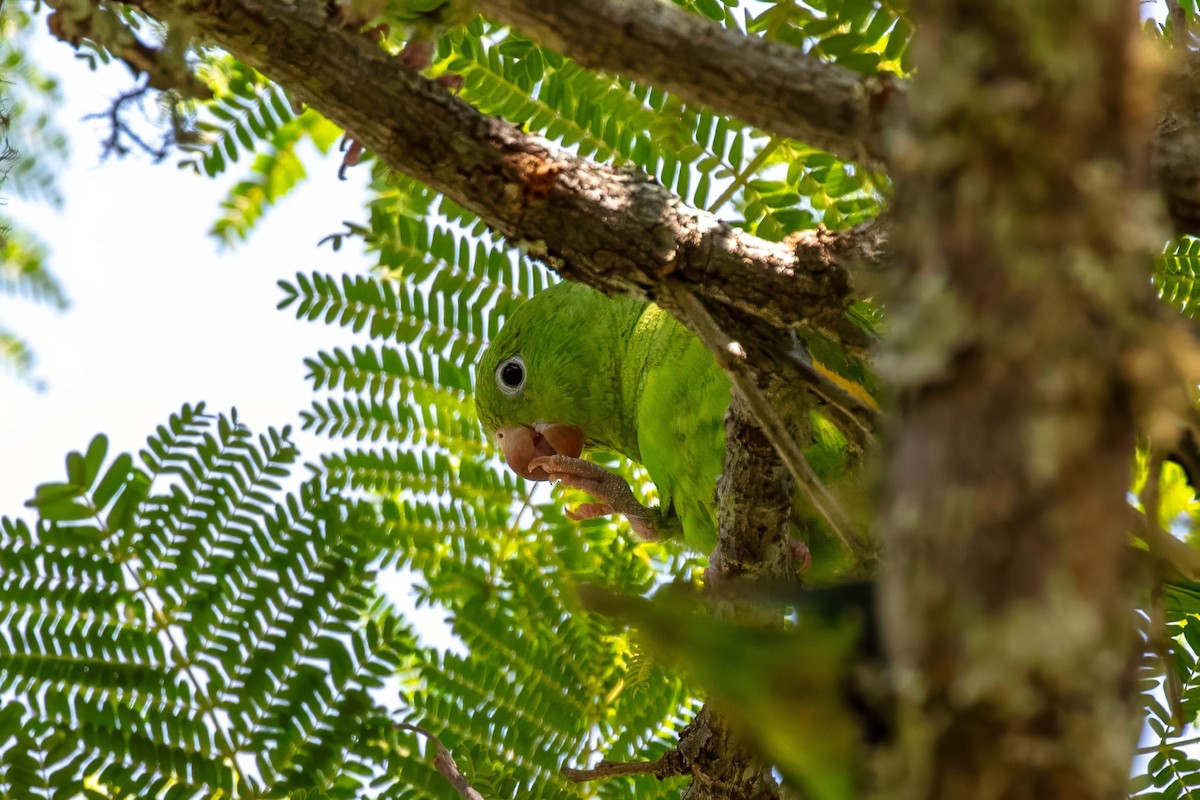 Yellow-chevroned Parakeet - ML653528520
