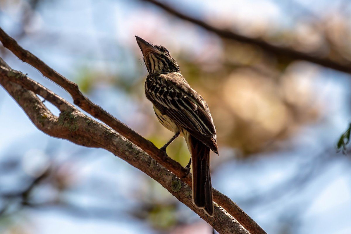 Streaked Flycatcher - ML653528571