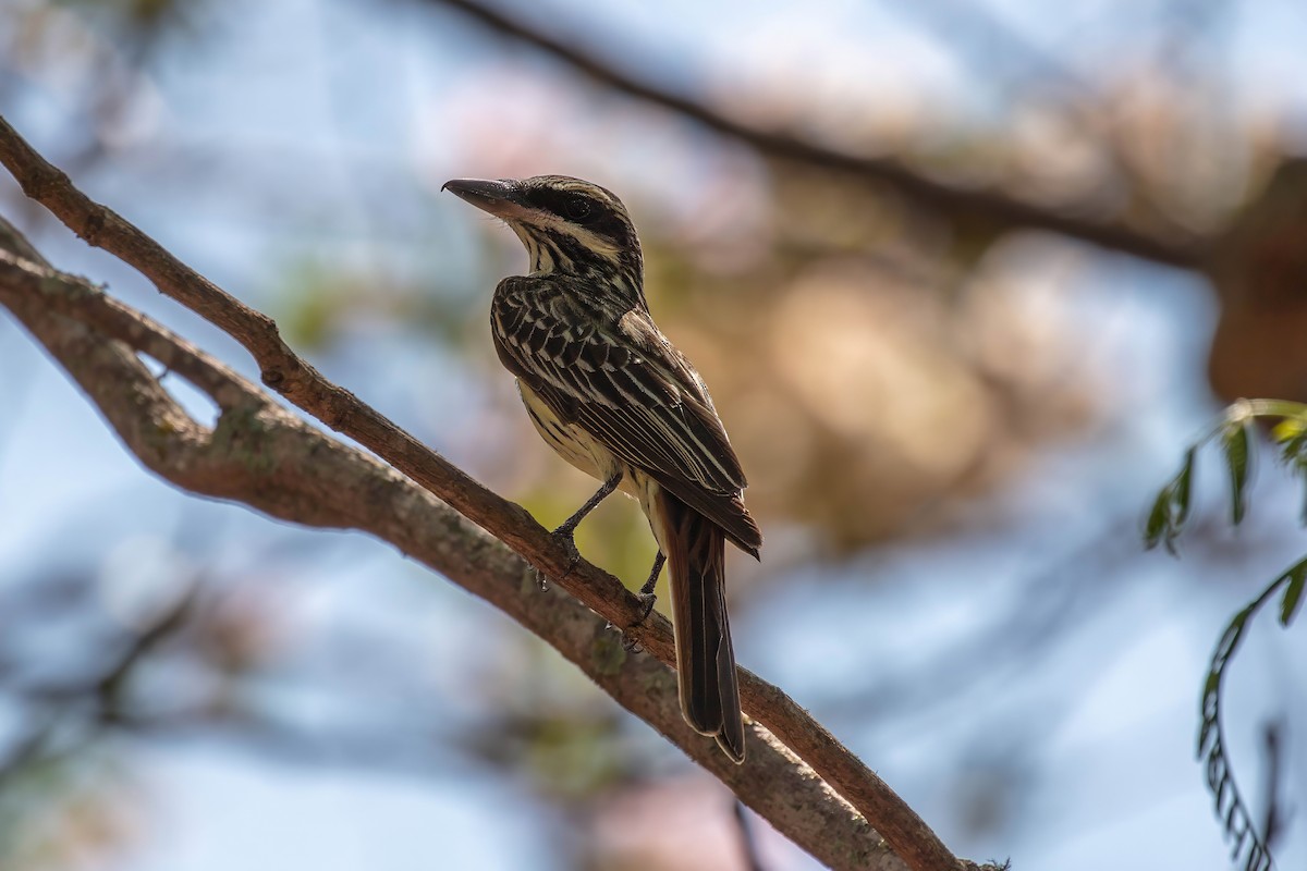 Streaked Flycatcher - ML653528572