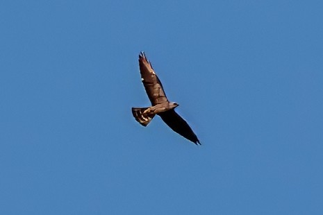 Mississippi Kite - ML653528623
