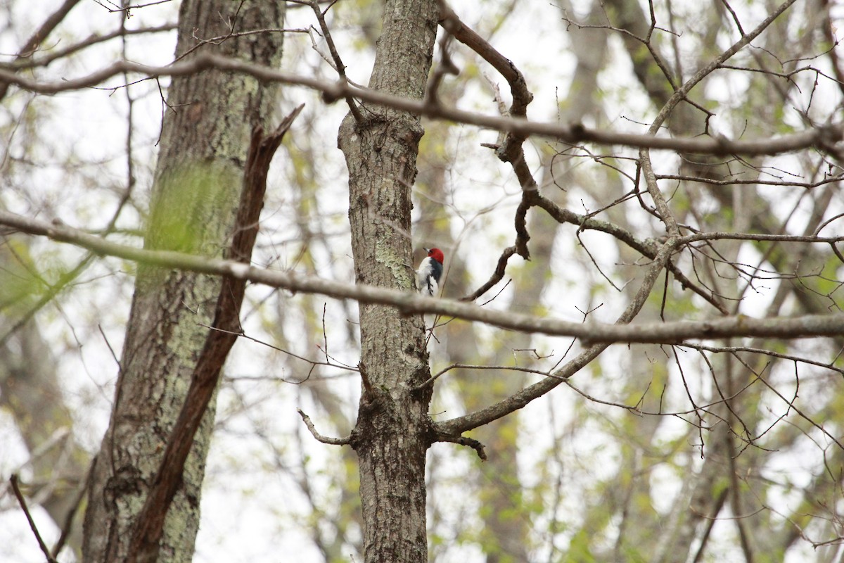 Red-headed Woodpecker - Robert Beaumont