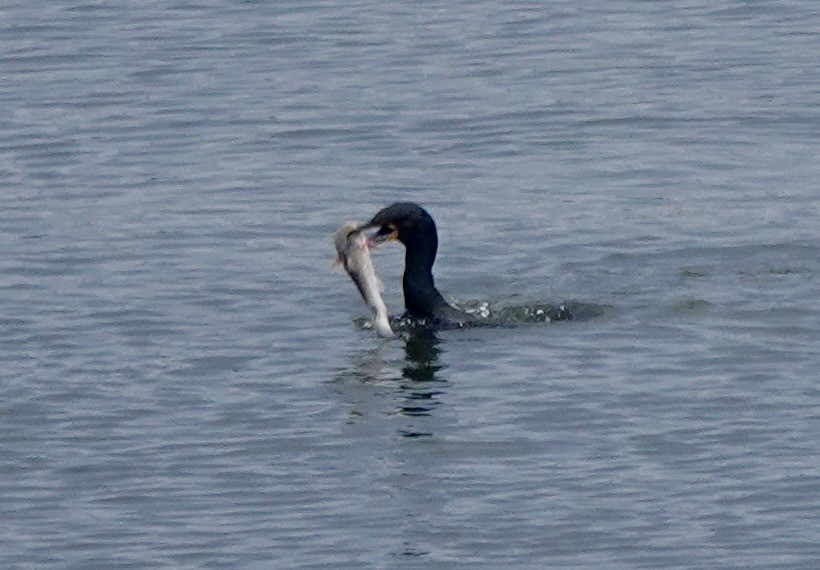 Double-crested Cormorant - ML653530480