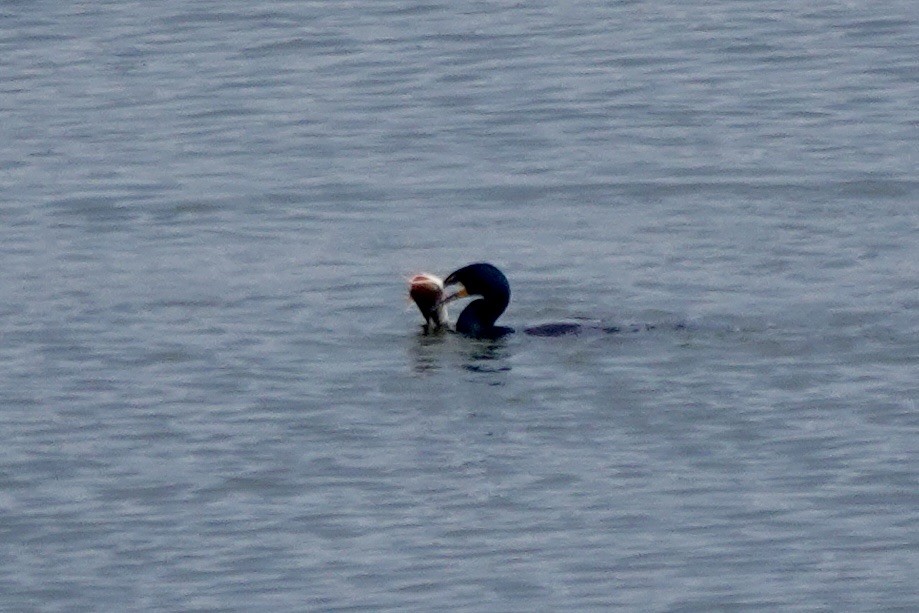 Double-crested Cormorant - ML653530481