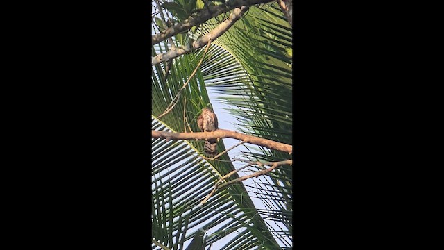 Common Hawk-Cuckoo - ML653532282