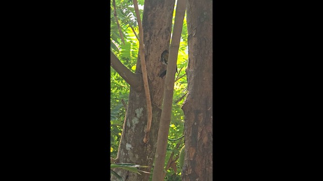 Black-rumped Flameback - ML653532288