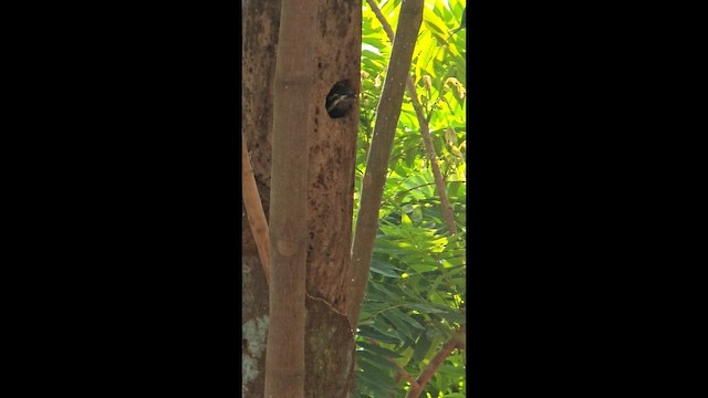 Black-rumped Flameback - ML653532289