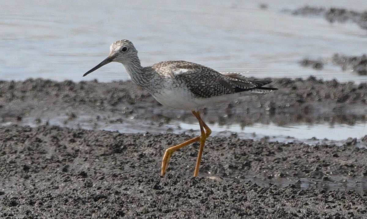 eBird Checklist - 22 Mar 2026 - Alligator River NWR--Creef Cut Wildlife ...