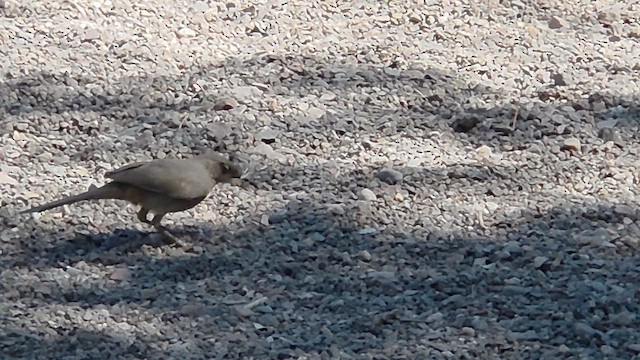 Moqueur à bec courbe - ML653534659