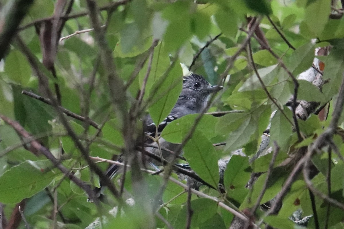 カワリアリモズ - ML653542838