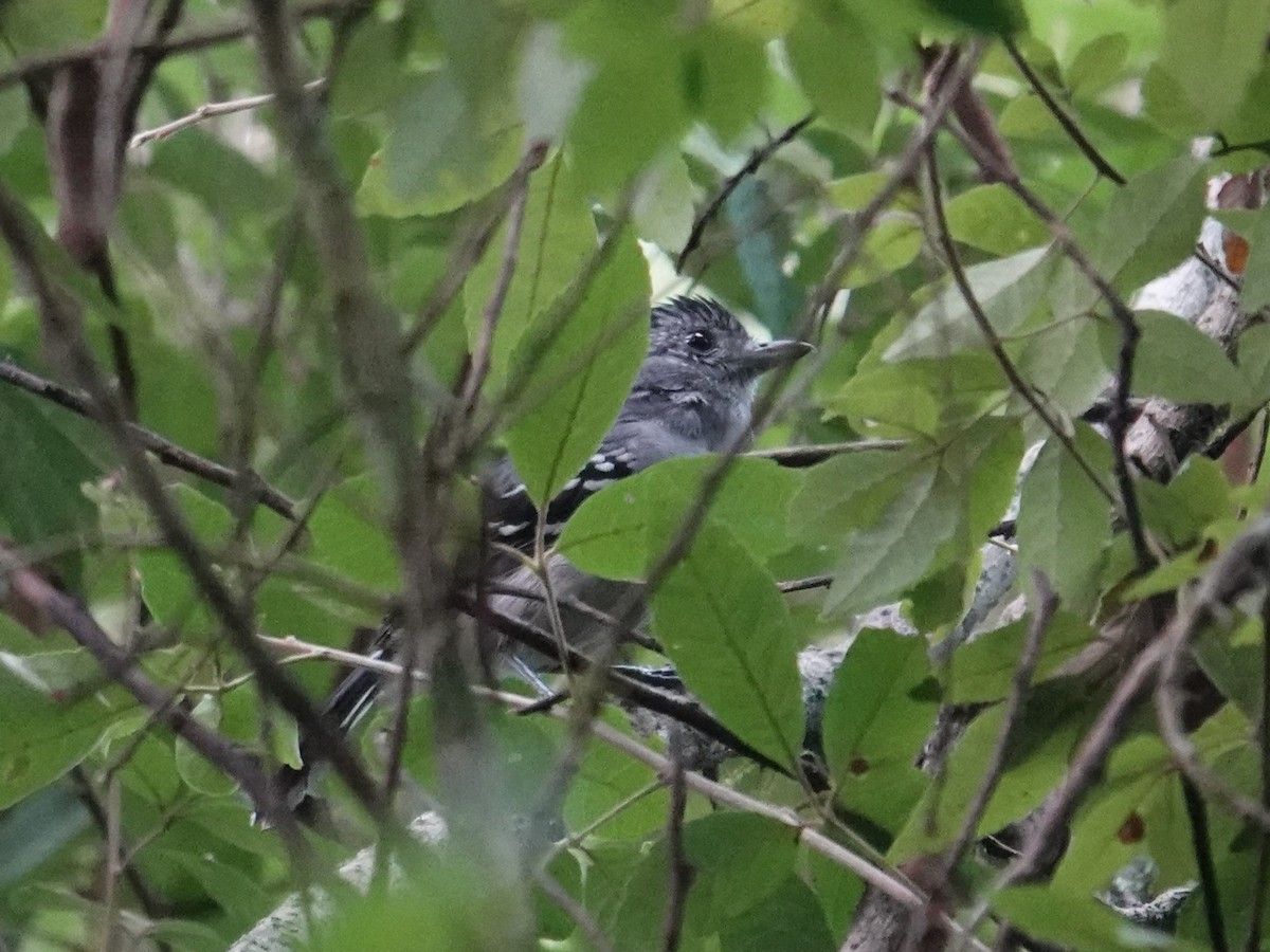カワリアリモズ - ML653542839