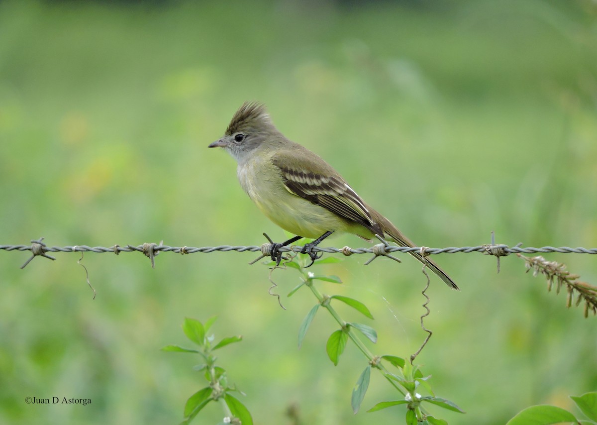 Yellow-bellied Elaenia - Juan D Astorga