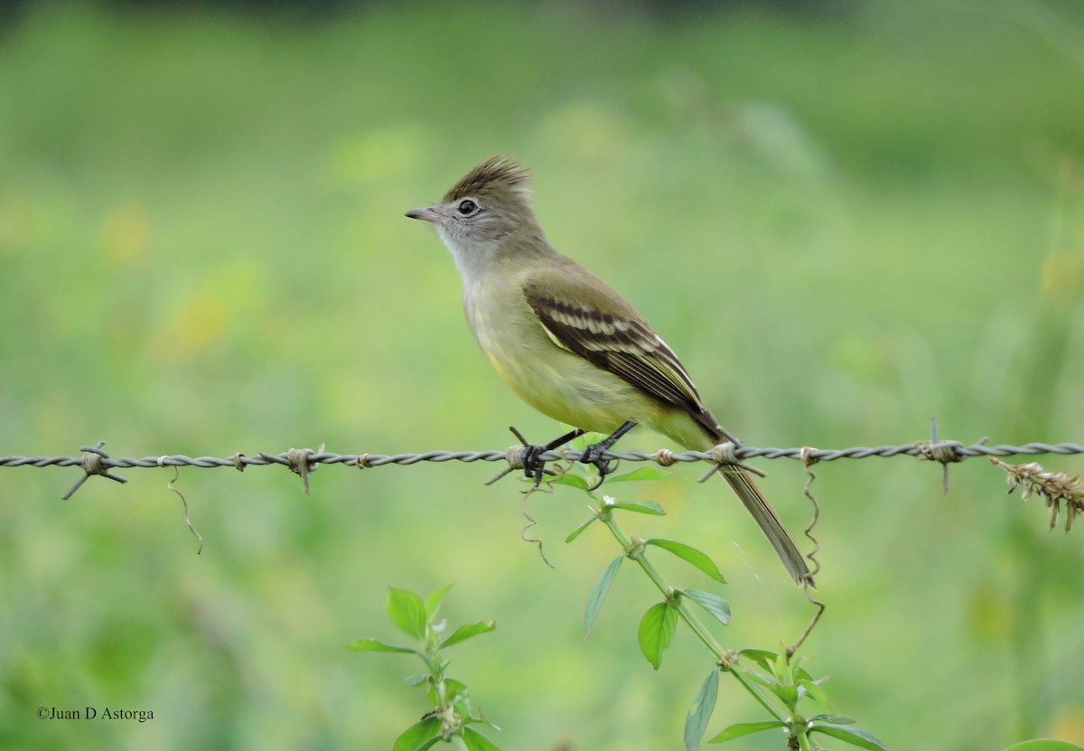 Yellow-bellied Elaenia - ML65354371