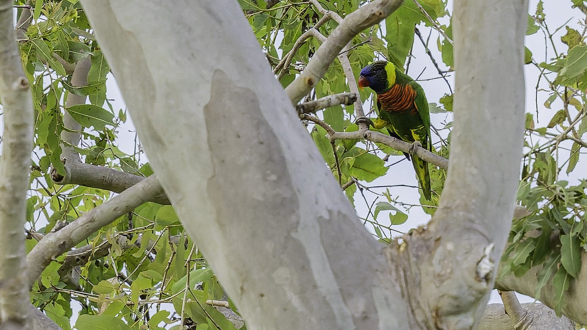 Coconut Lorikeet - ML653546274