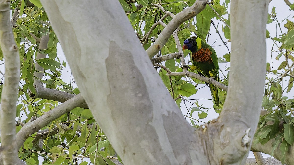 Coconut Lorikeet - ML653546275