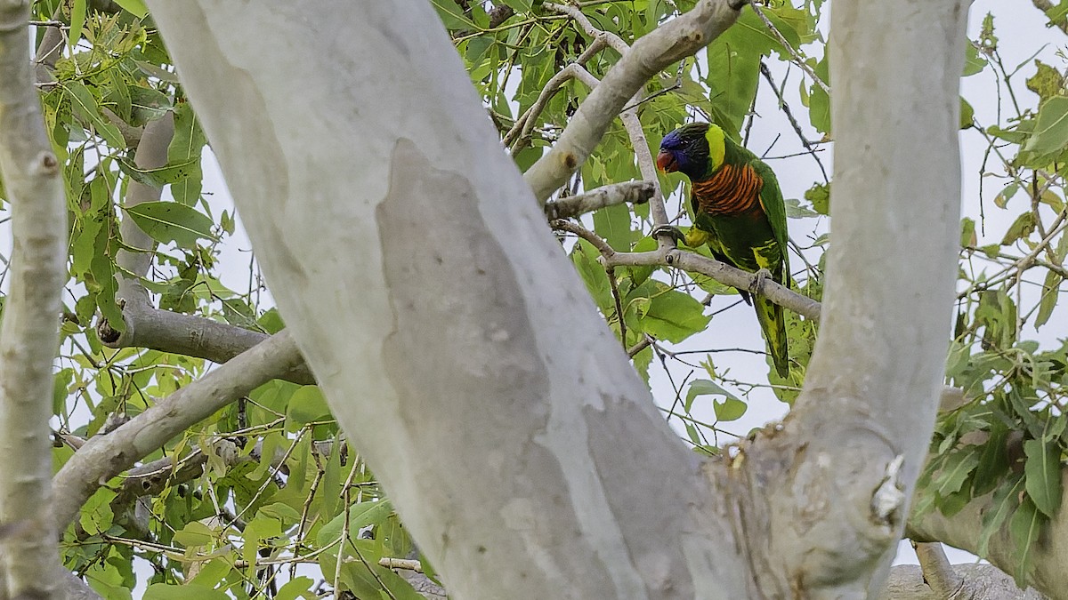 Coconut Lorikeet - ML653546276