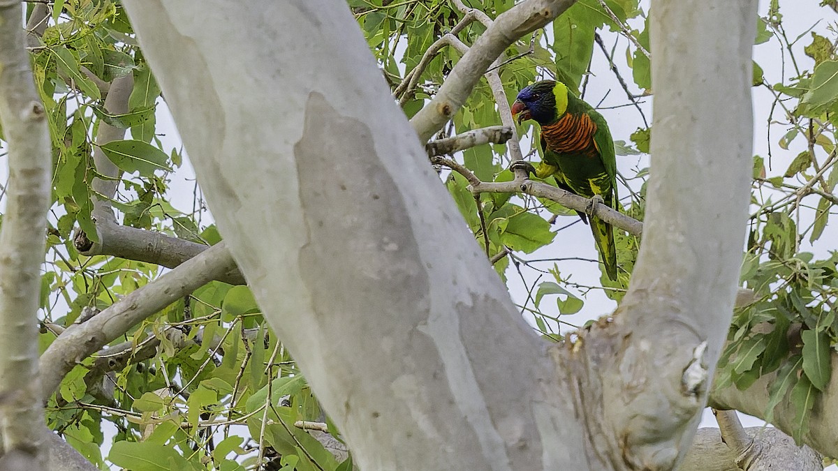 Coconut Lorikeet - ML653546279