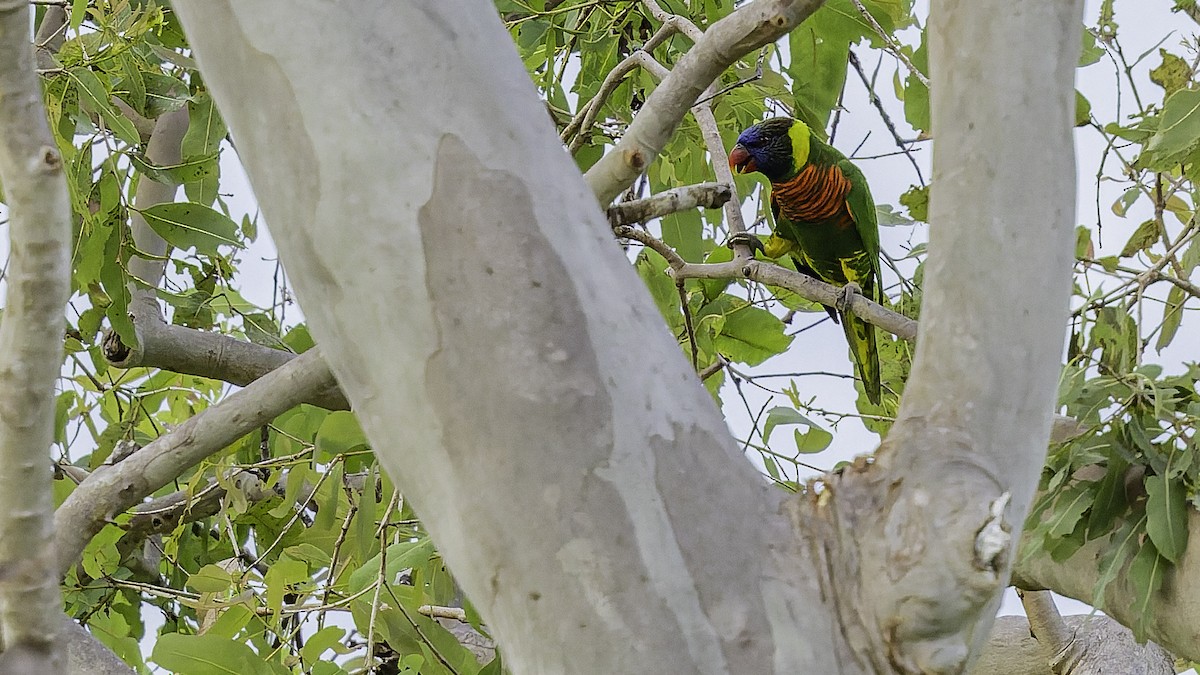 Coconut Lorikeet - ML653546280
