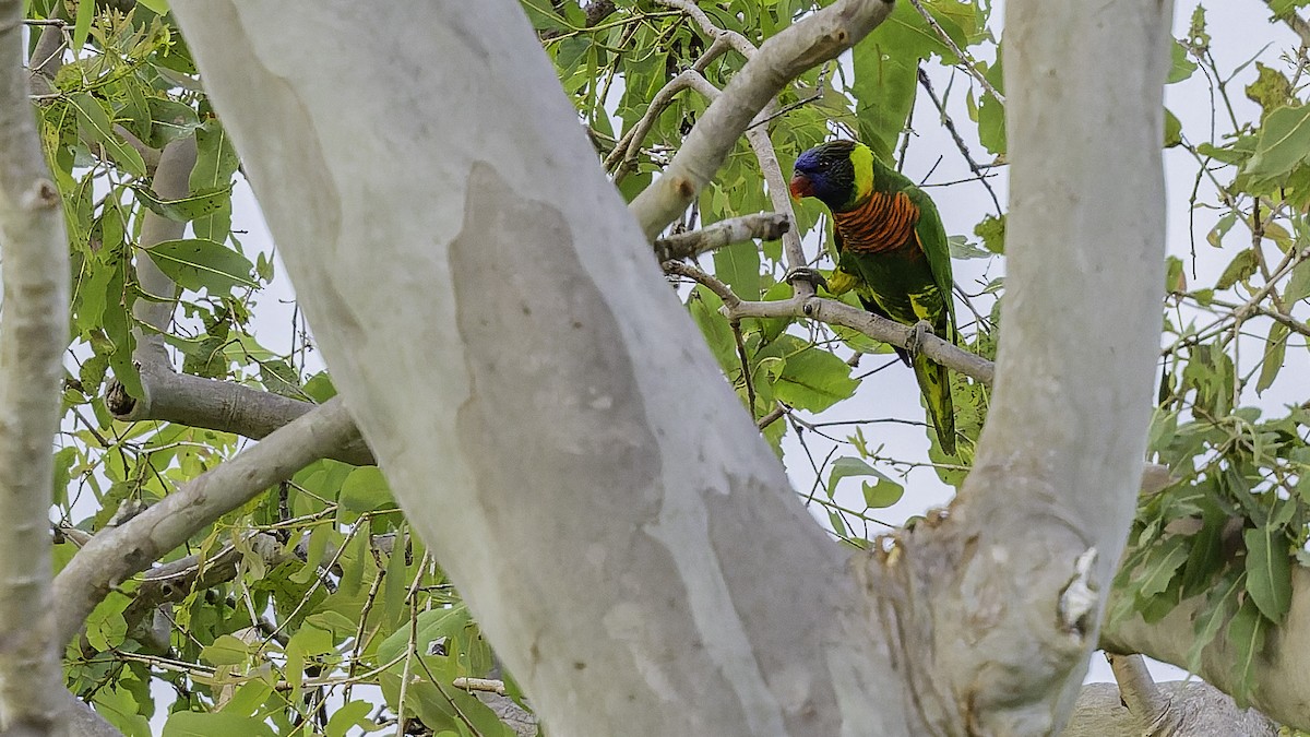 Coconut Lorikeet - ML653546282