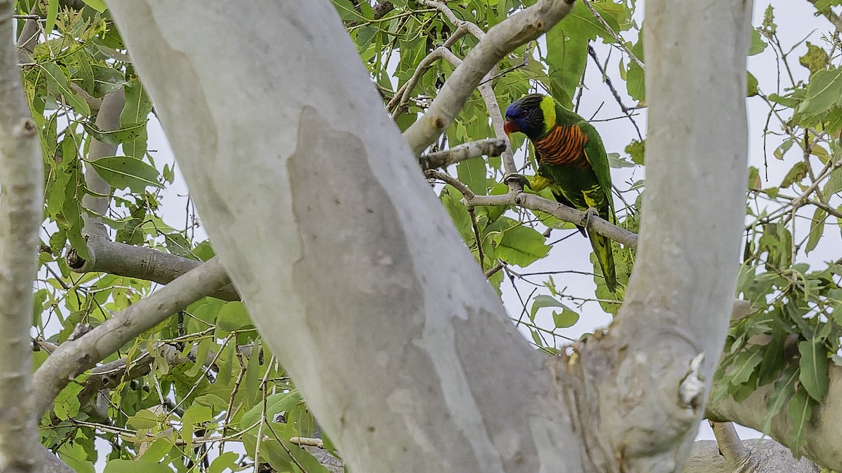 Coconut Lorikeet - ML653546283